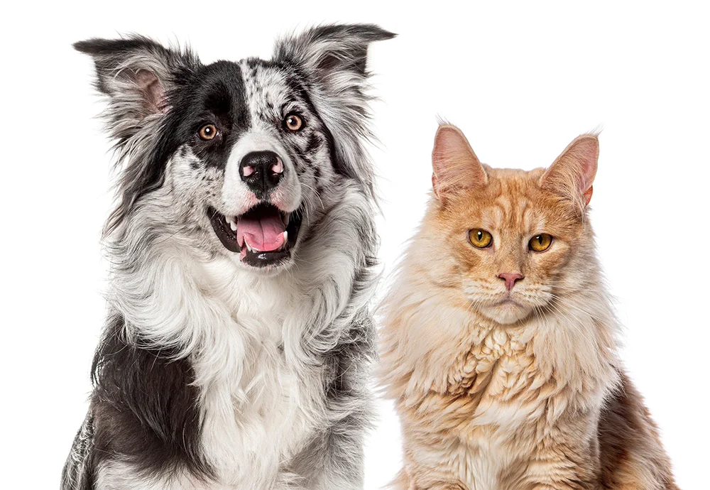 PAWS Program PAWS Program
